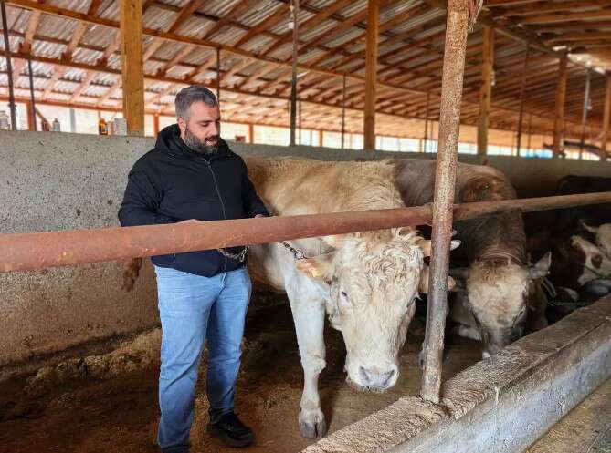 Adı Paşa, fiyatı yarım milyon! Kurbanlık boğa bu yılın gözdesi 6